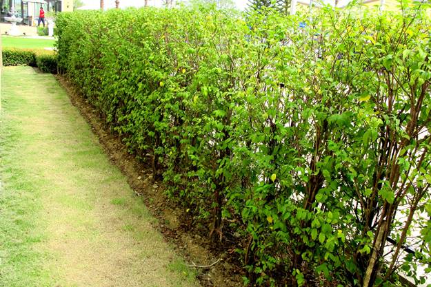 Golden Town On Nut â Pattanakarn  (27)